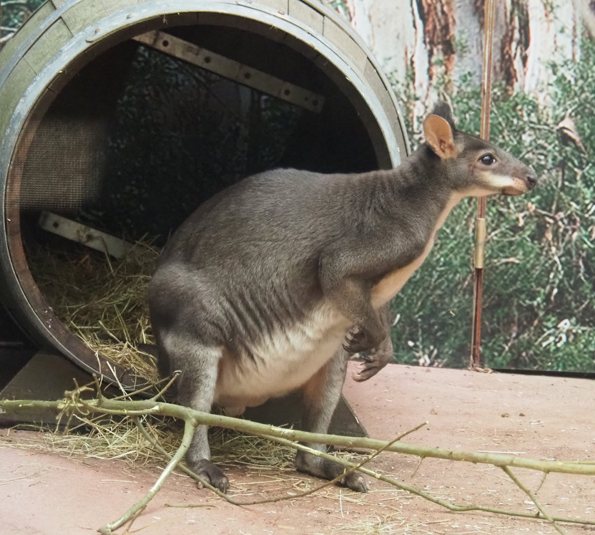 Dusky pademelon (Thylogale brunii), 2021-11-23