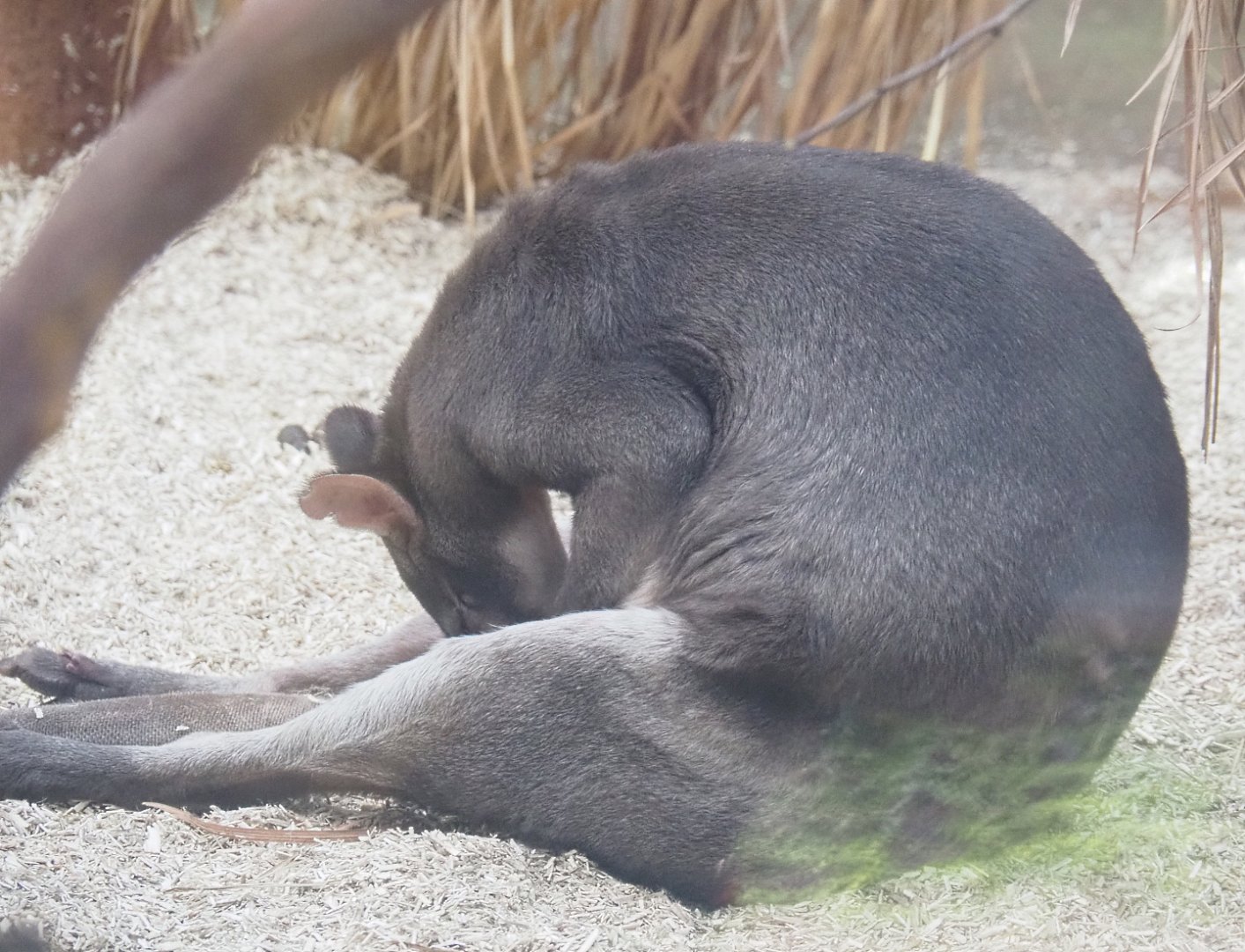 Dusky pademelon (Thylogale brunii), 2021-12-22