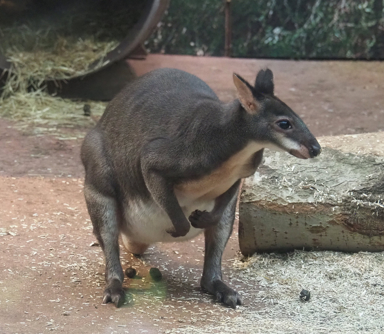 Dusky pademelon (Thylogale brunii), 2022-01-02