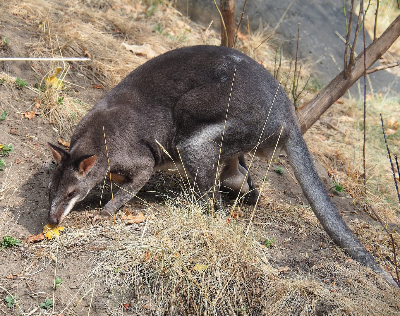 Dusky pademelon (Thylogale brunii), 2022-08-16