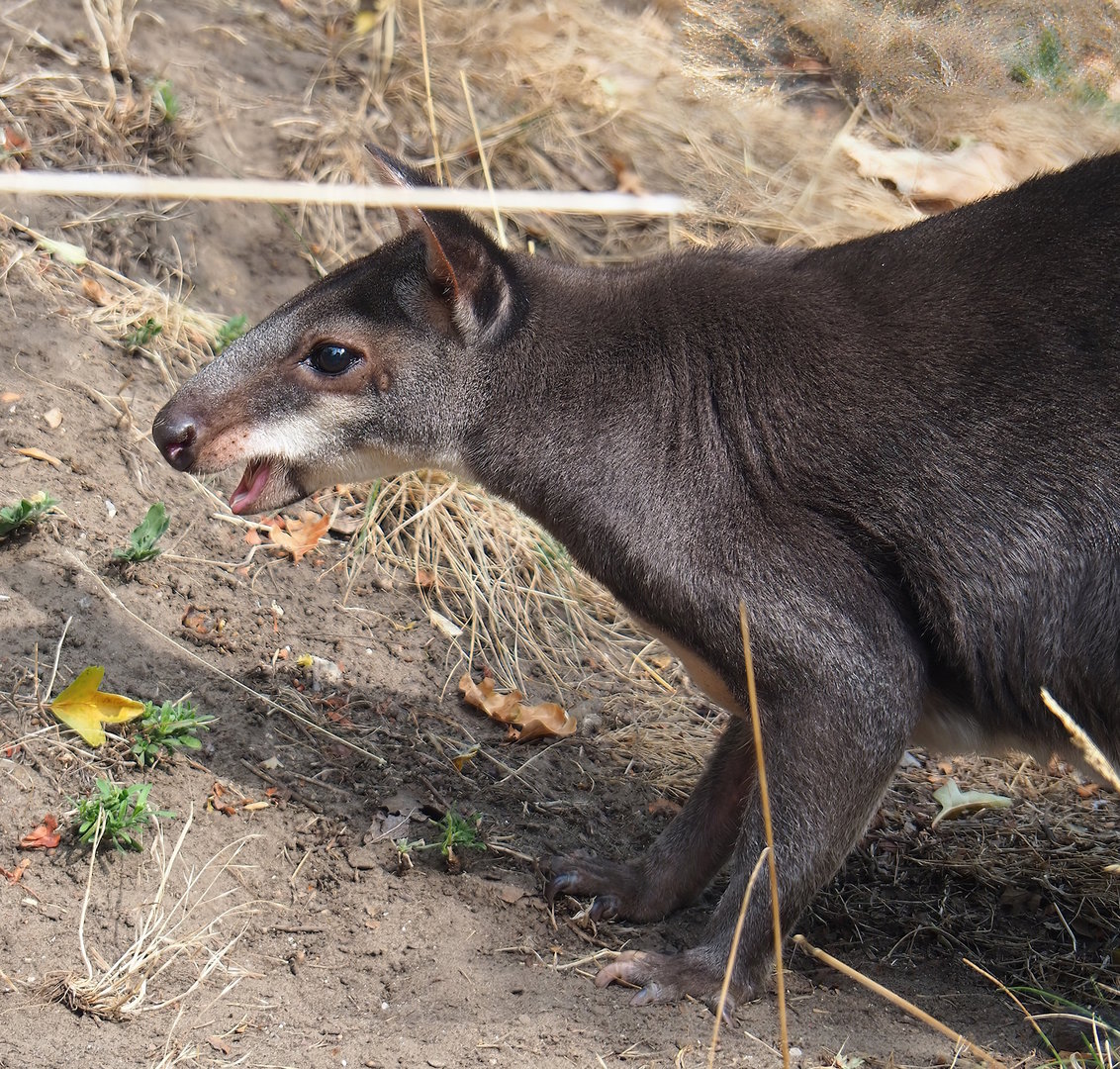 Dusky pademelon (Thylogale brunii), 2022-08-16