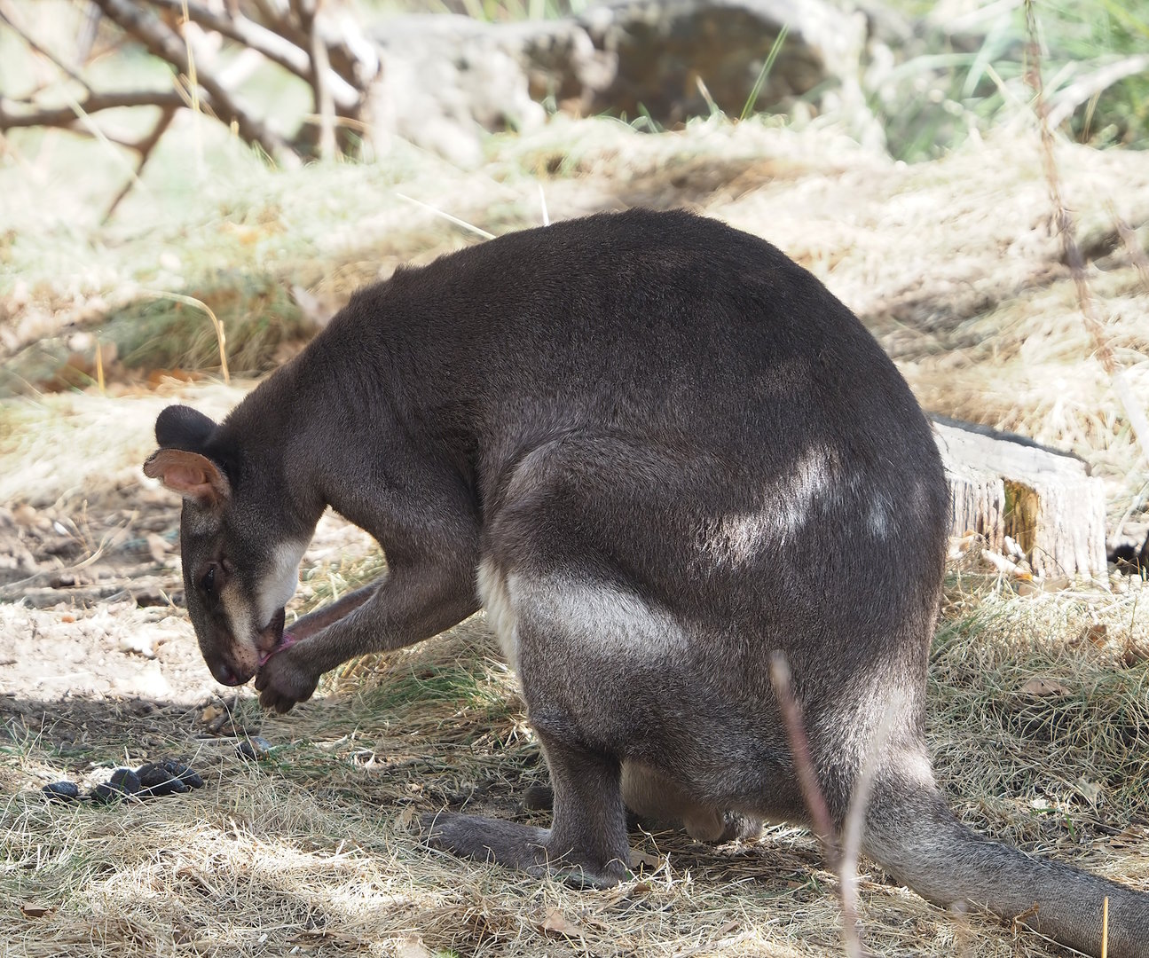 Dusky pademelon (Thylogale brunii), 2022-09-04