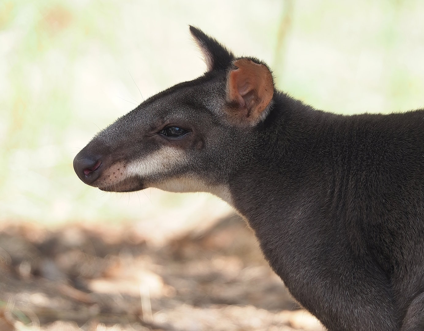 Dusky pademelon (Thylogale brunii), 2022-09-04