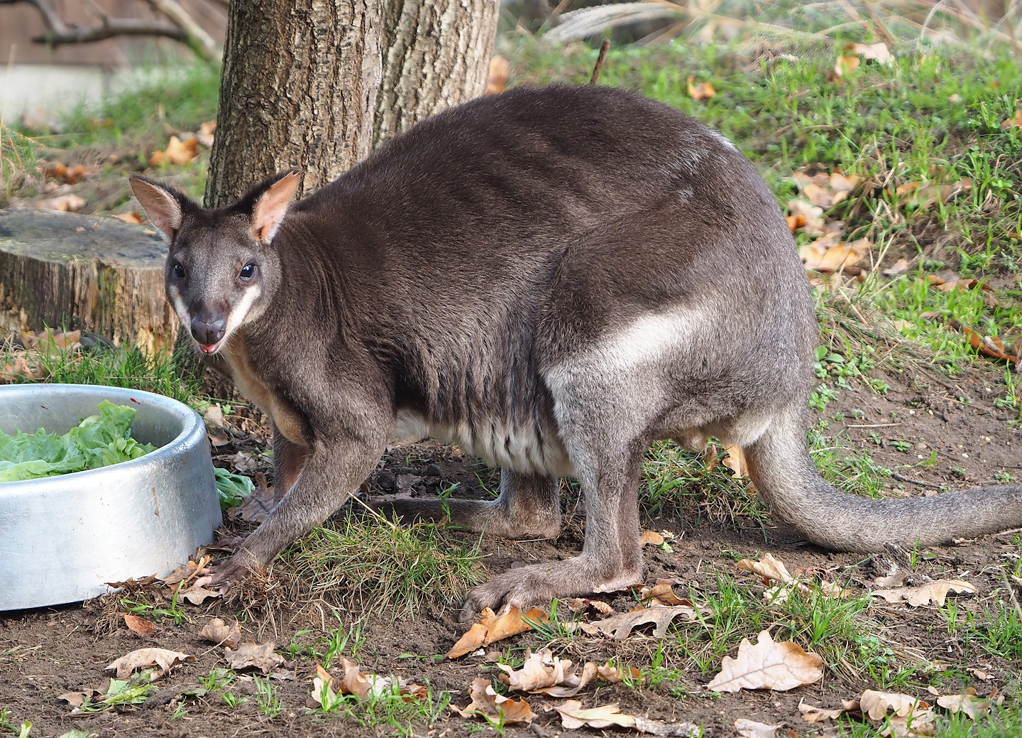Dusky pademelon (Thylogale brunii), 2022-10-29