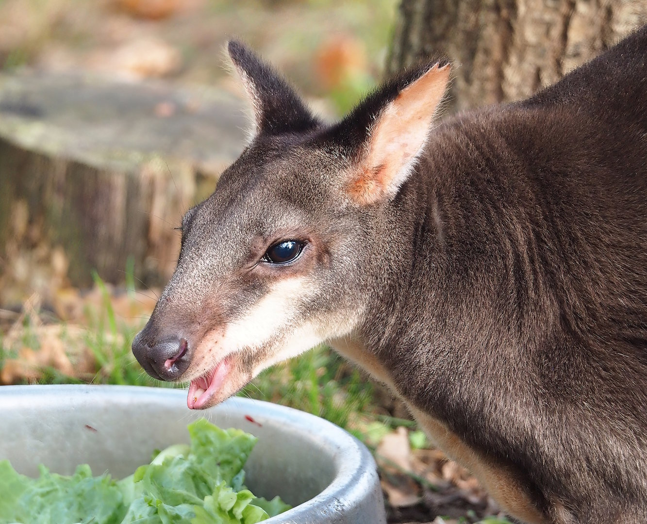 Dusky pademelon (Thylogale brunii), 2022-10-29
