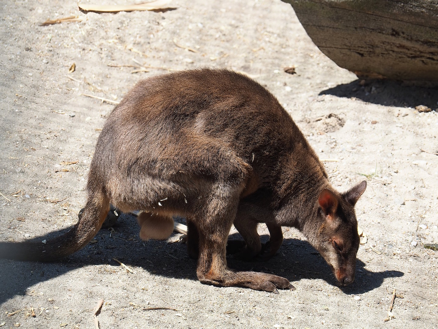 Dusky pademelon (Thylogale brunii), 2023-05-31