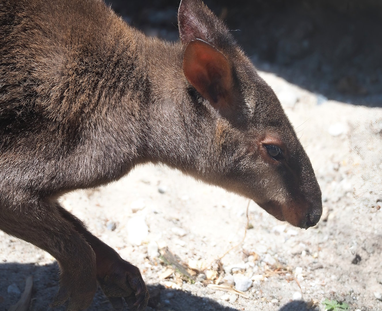 Dusky pademelon (Thylogale brunii), 2023-05-31