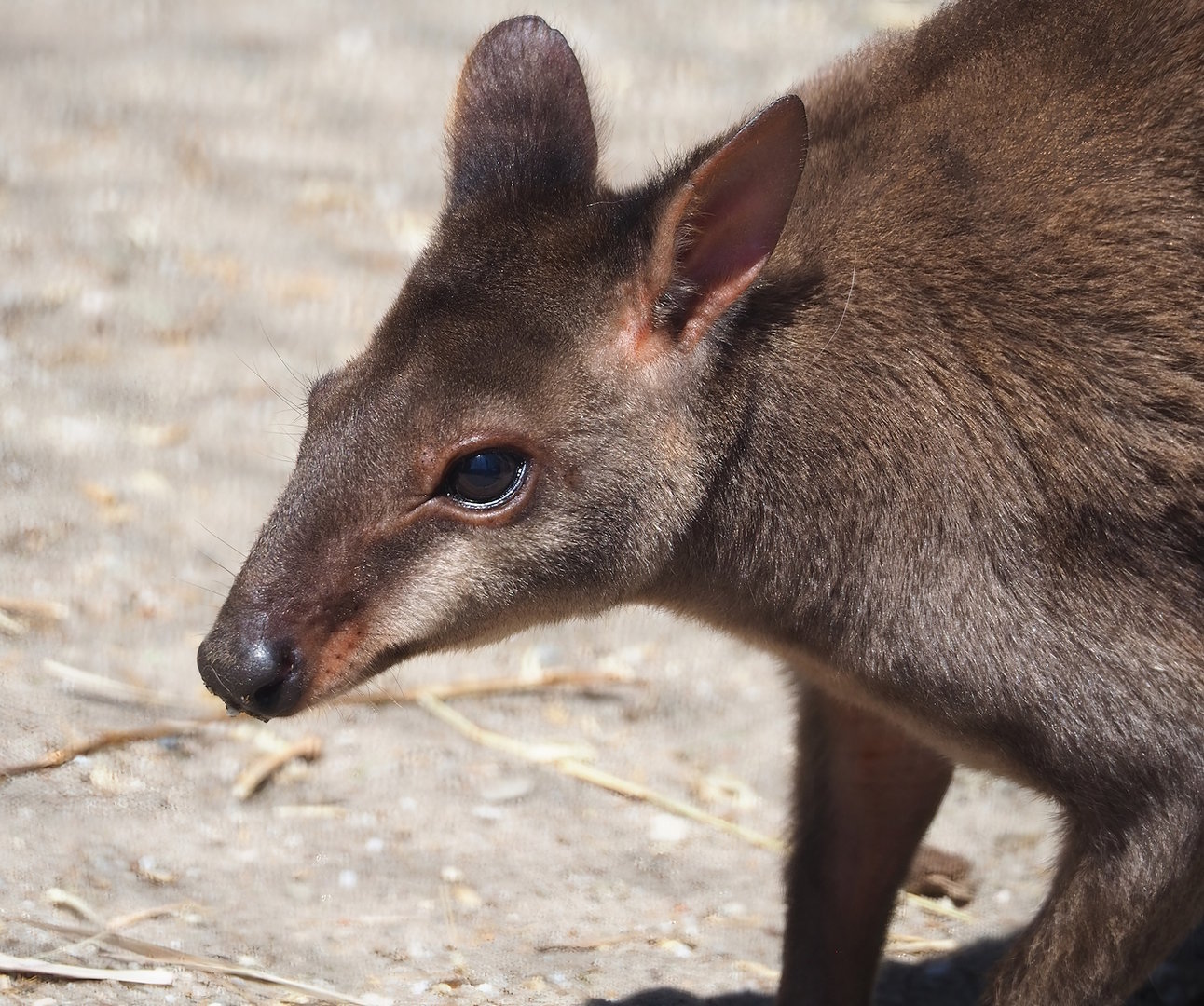 Dusky pademelon (Thylogale brunii), 2023-05-31