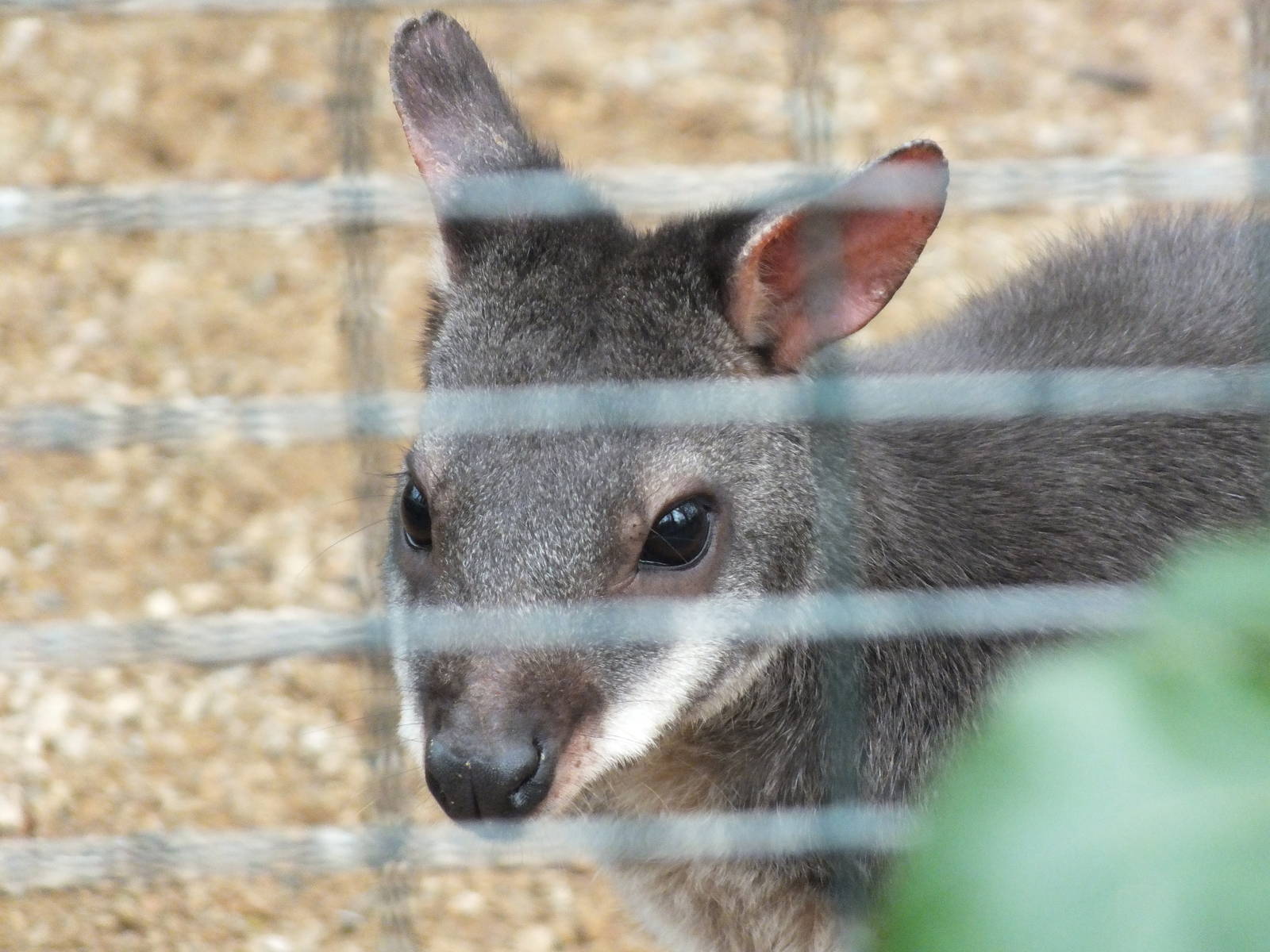 Dusky Pademelon (Thylogale brunii) at Zoologischer Garten Magdeburg - 5 Apr