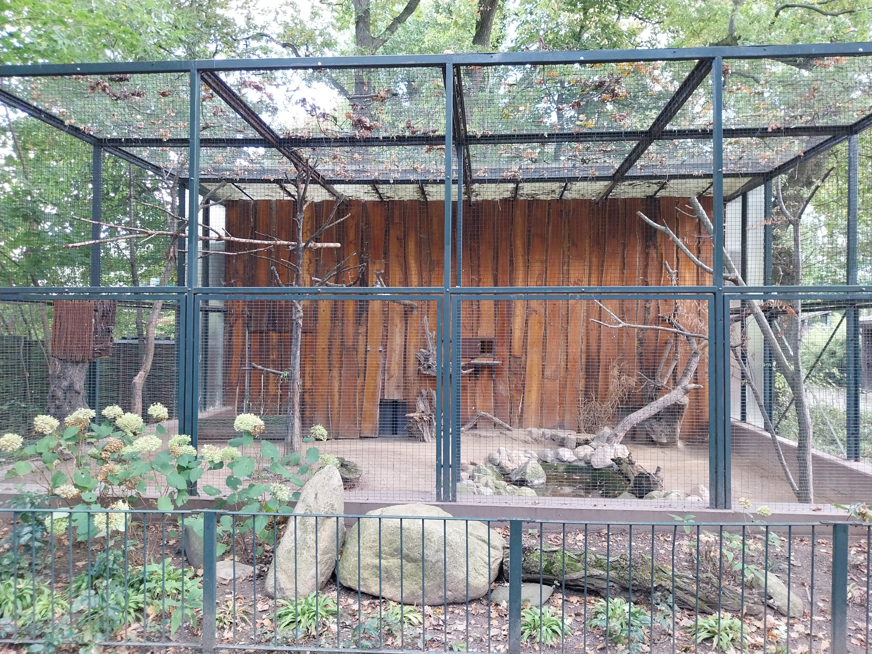 Dusky Pademelon (Thylogale brunii) - Blue-winged Kookaburra (Dacelo leachii)