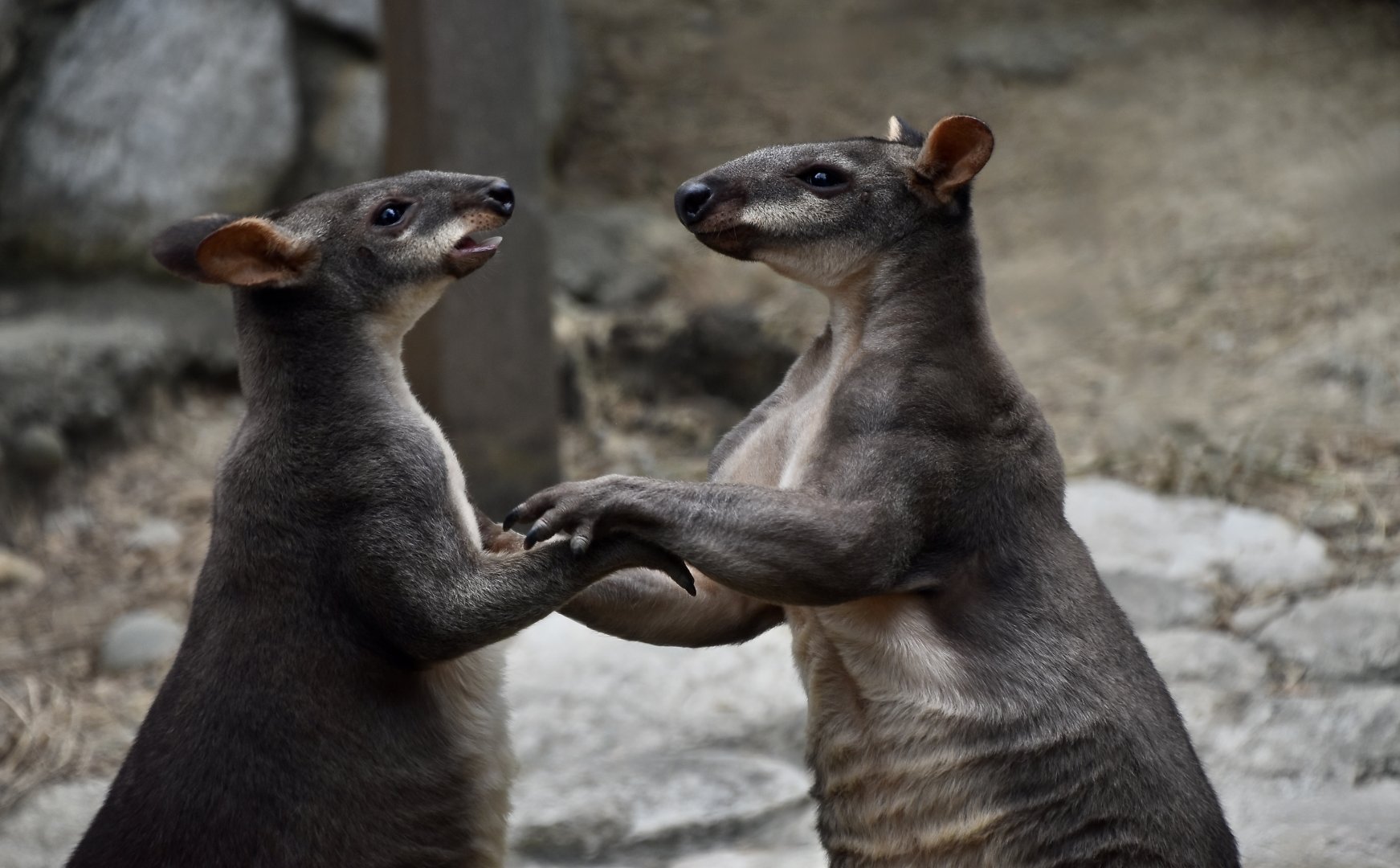 Dusky Pademelon (Thylogale brunii) males boxing