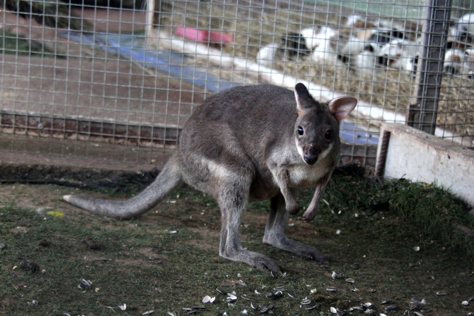 dusky pademelon (Thylogale brunii) Species ID?