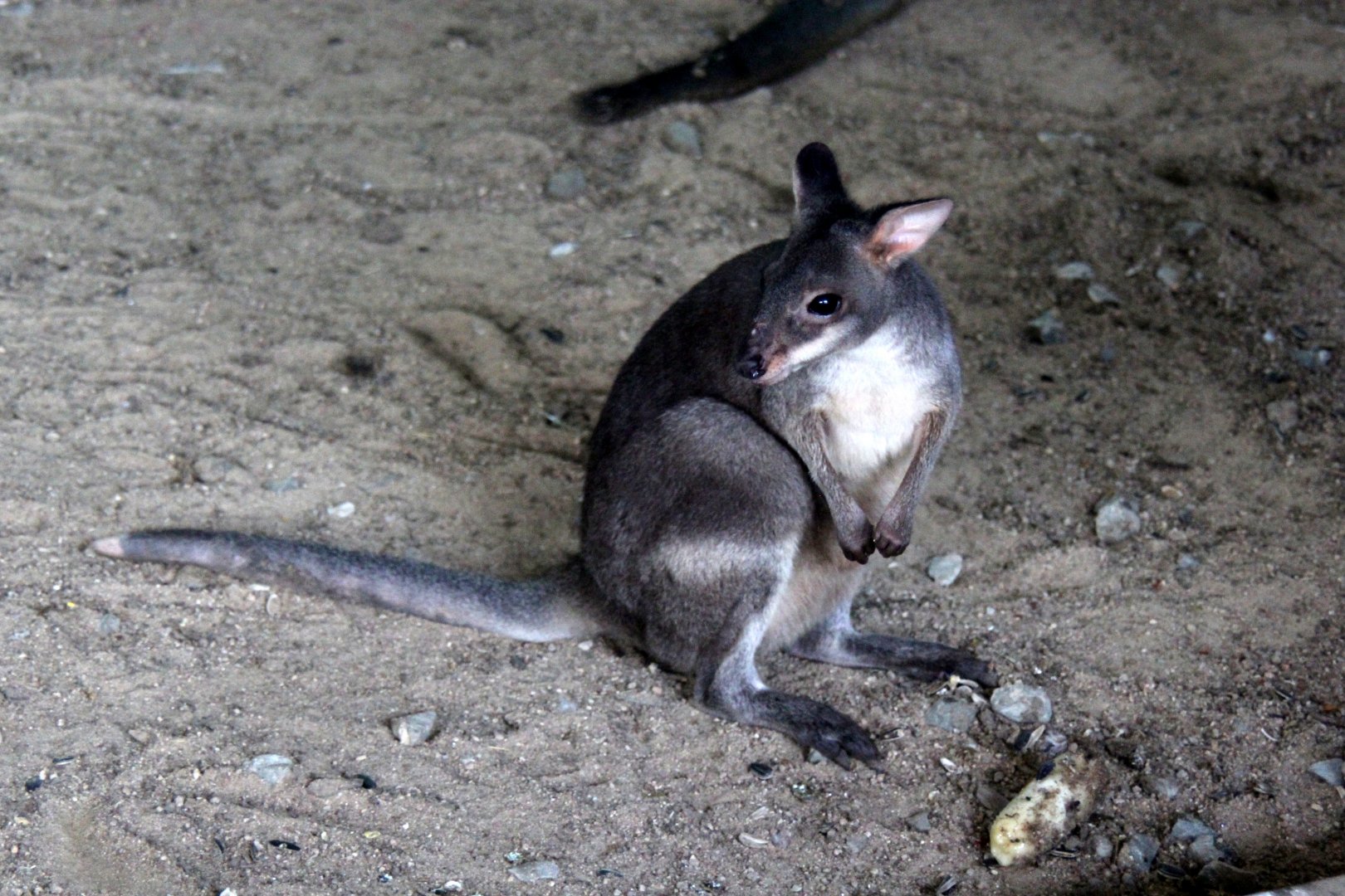 dusky pademelon (Thylogale brunii) Species ID?