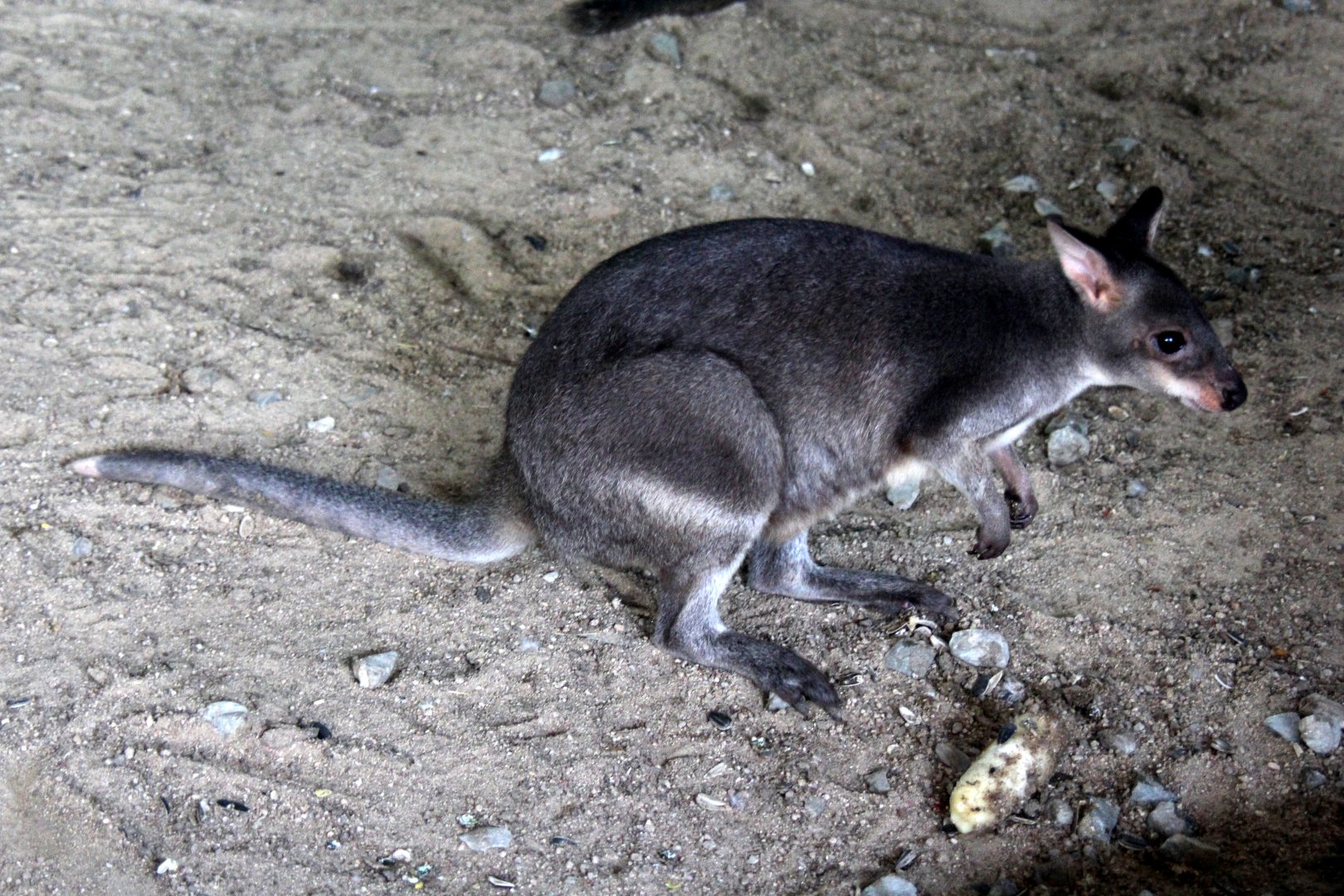 dusky pademelon (Thylogale brunii) Species ID?