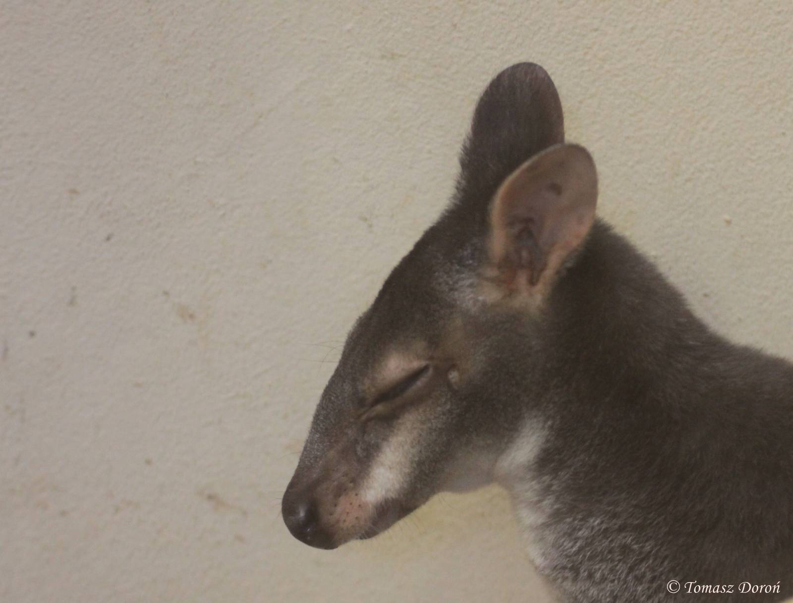 Dusky Pademelon (Thylogale brunii)