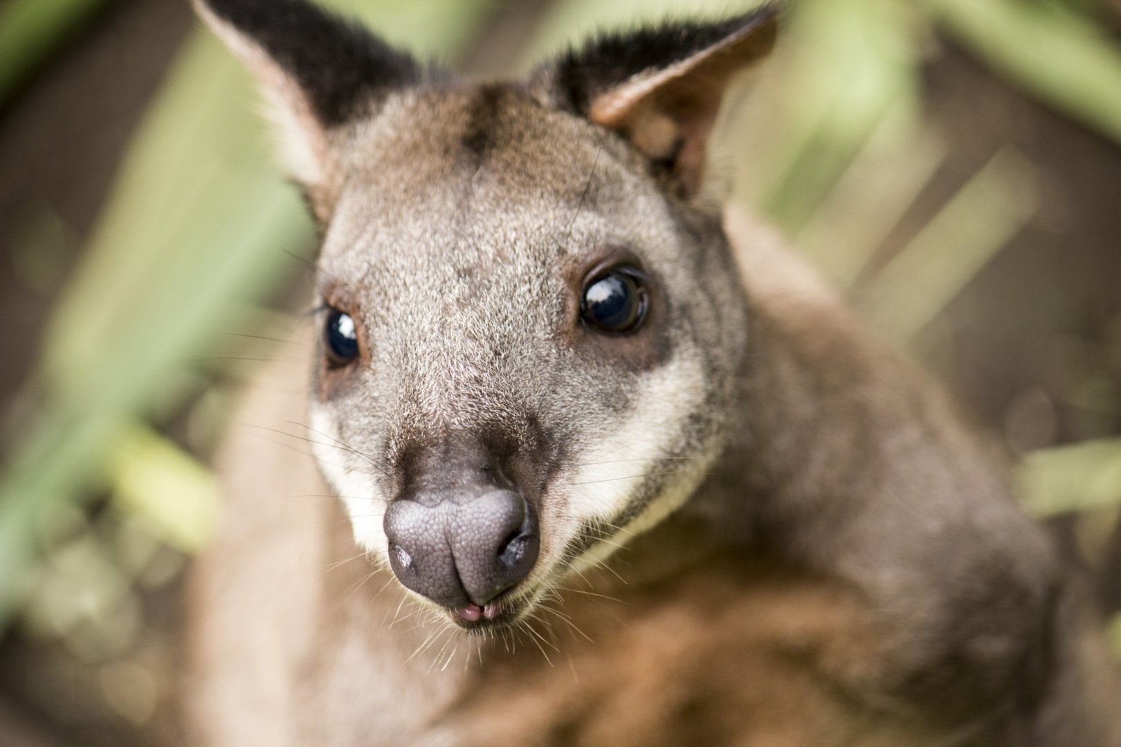Dusky pademelon, Thylogale brunii