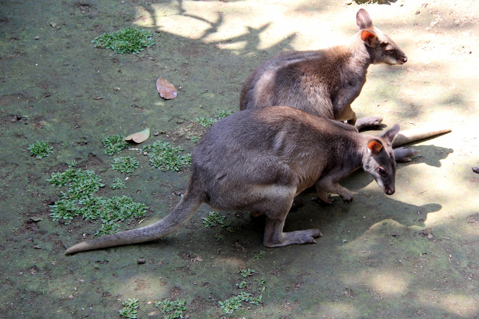 dusky pademelon (Thylogale brunii)