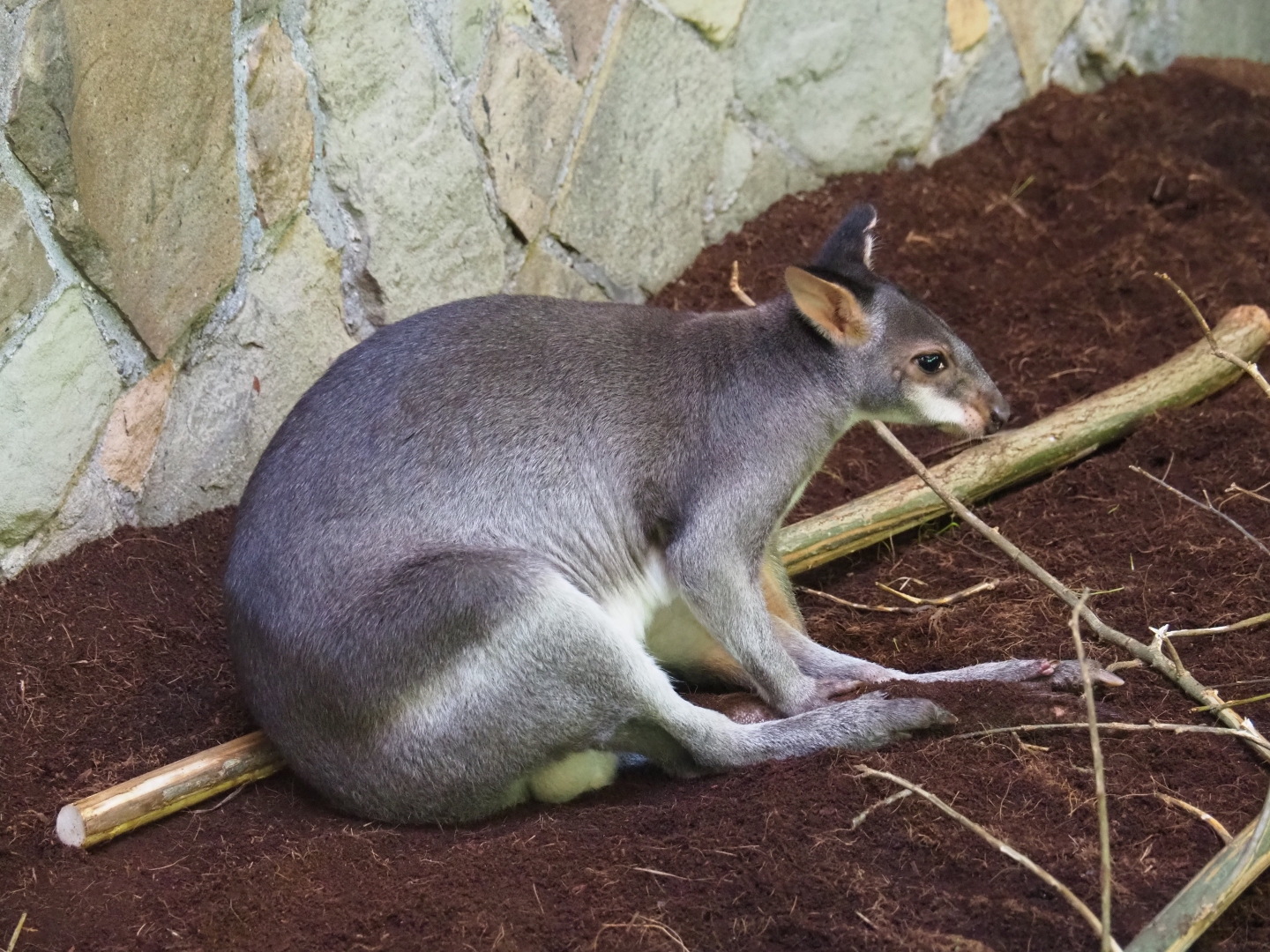 Dusky pademelon (Thylogale brunii)