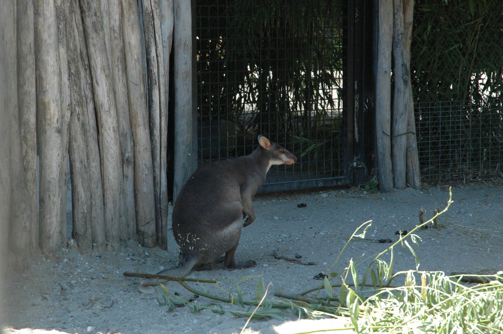Dusky Pademelon (Thylogale brunii)