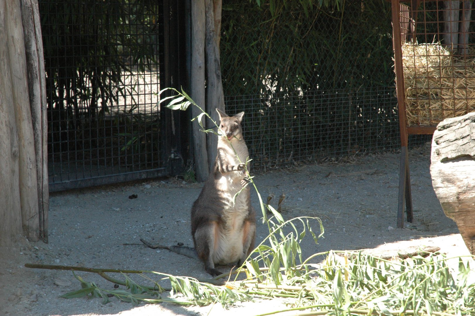 Dusky Pademelon (Thylogale brunii)