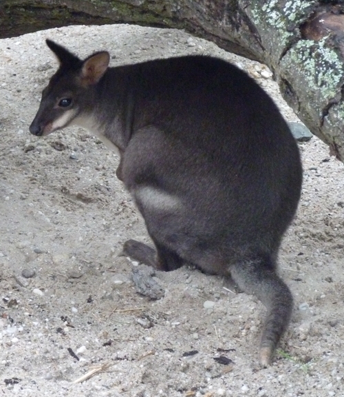 Dusky pademelon (Thylogale brunii)