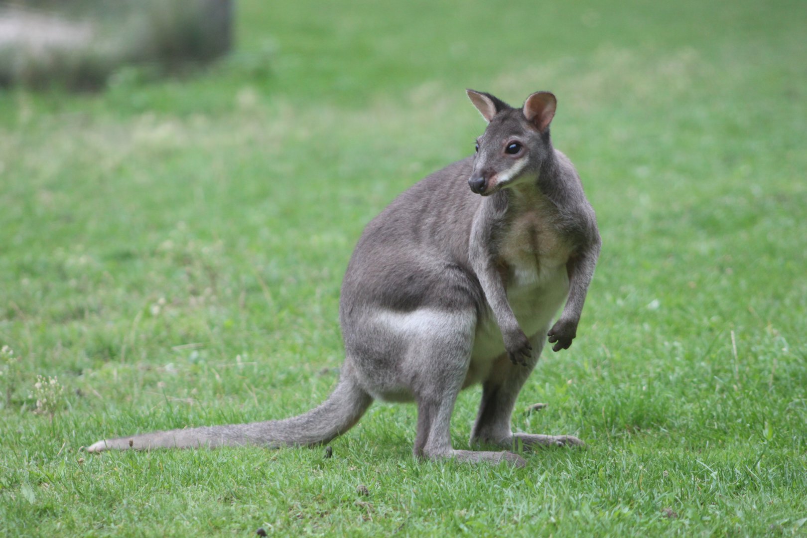 Dusky pademelon (Thylogale brunii)
