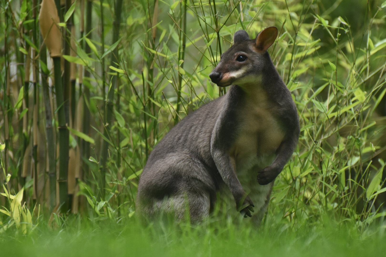 Dusky pademelon (Thylogale brunii)