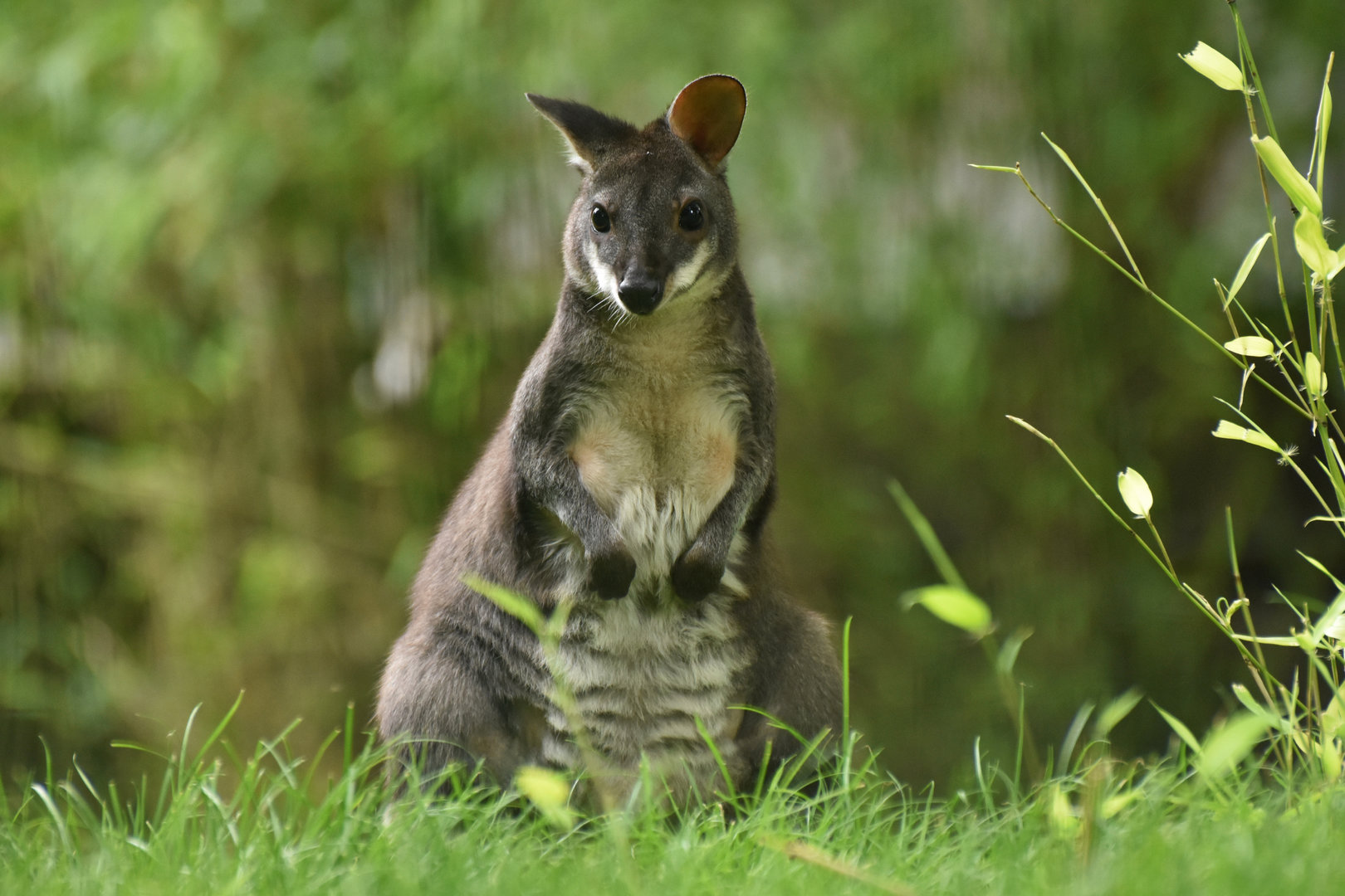 Dusky pademelon (Thylogale brunii)