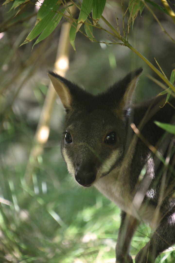 Dusky pademelon, Thylogale brunii