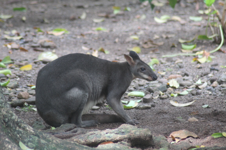 Dusky pademelon (Thylogale brunii)