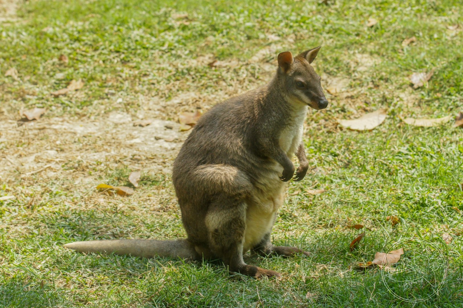 Dusky Pademelon (Thylogale brunii)