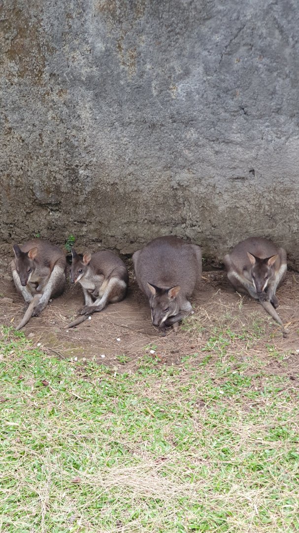Dusky Pademelon (Thylogale brunii)