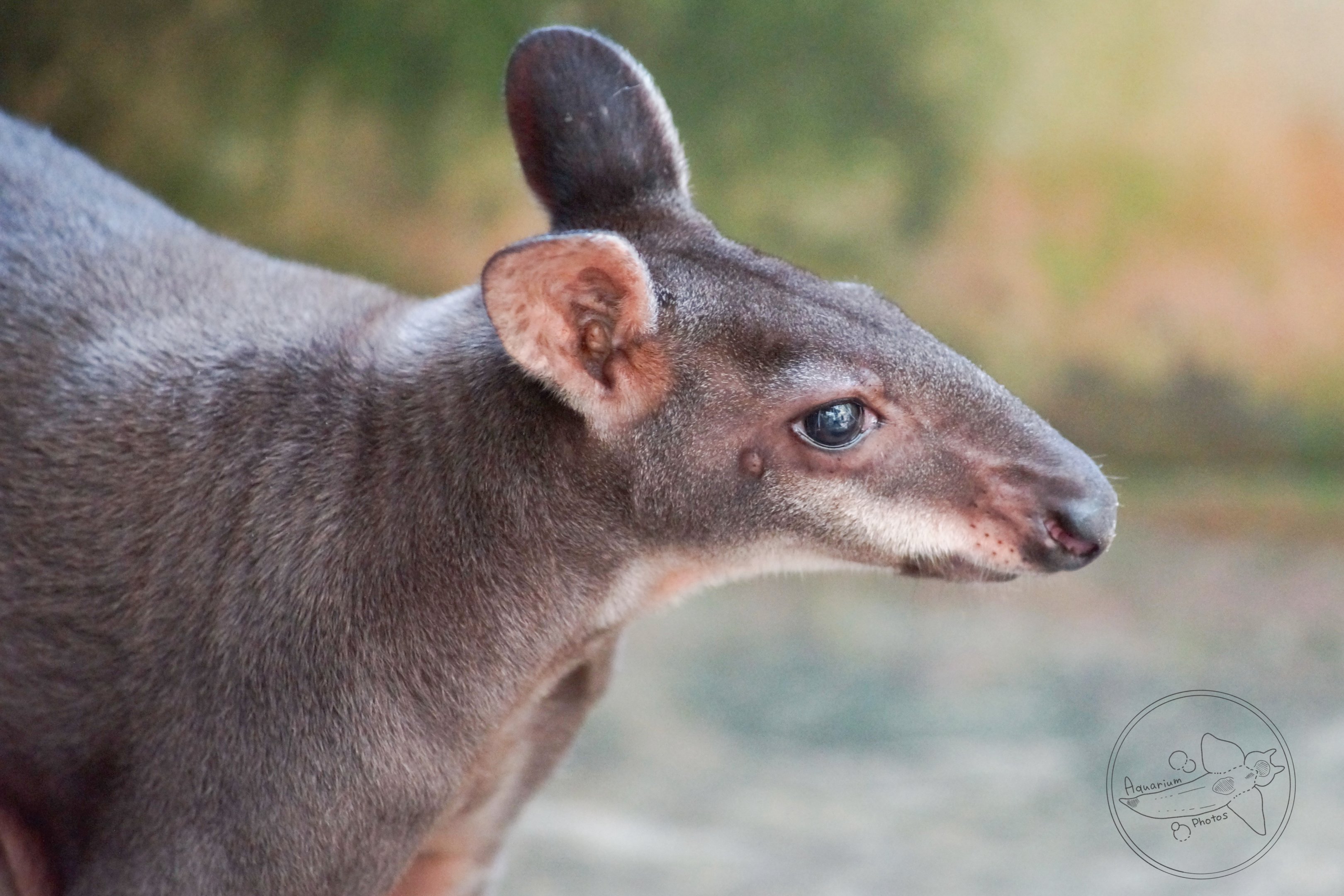 Dusky Pademelon (Thylogale brunii)