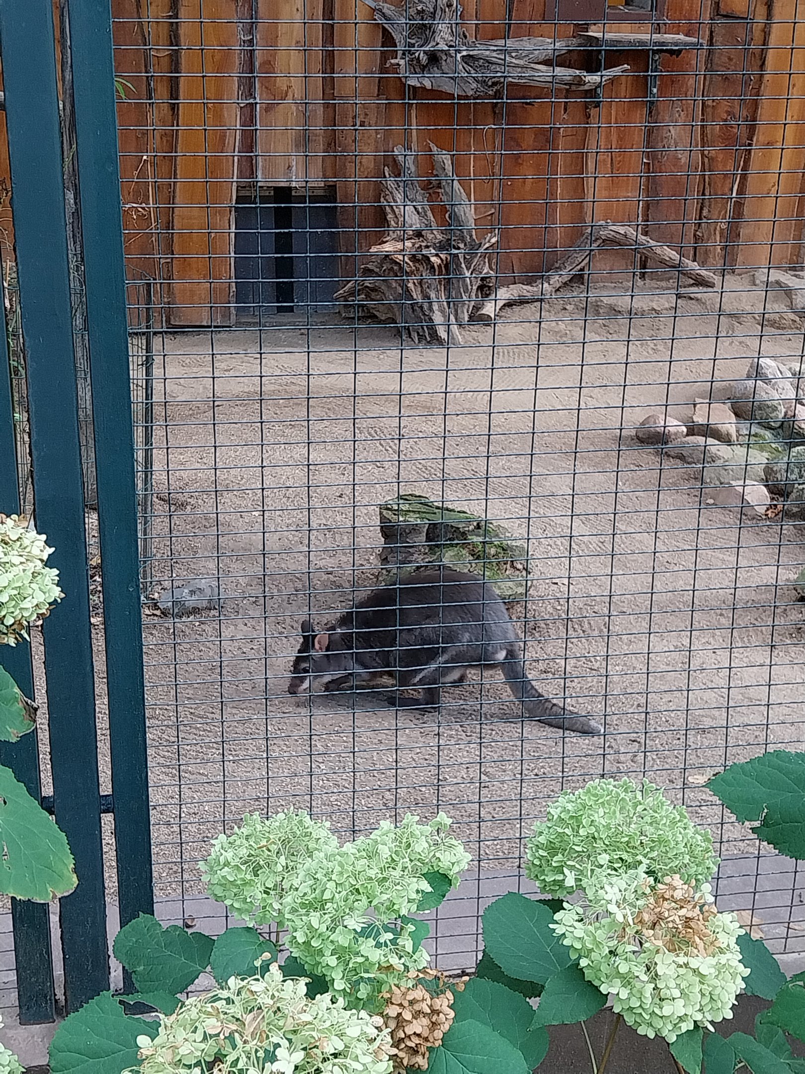 Dusky Pademelon (Thylogale brunii)