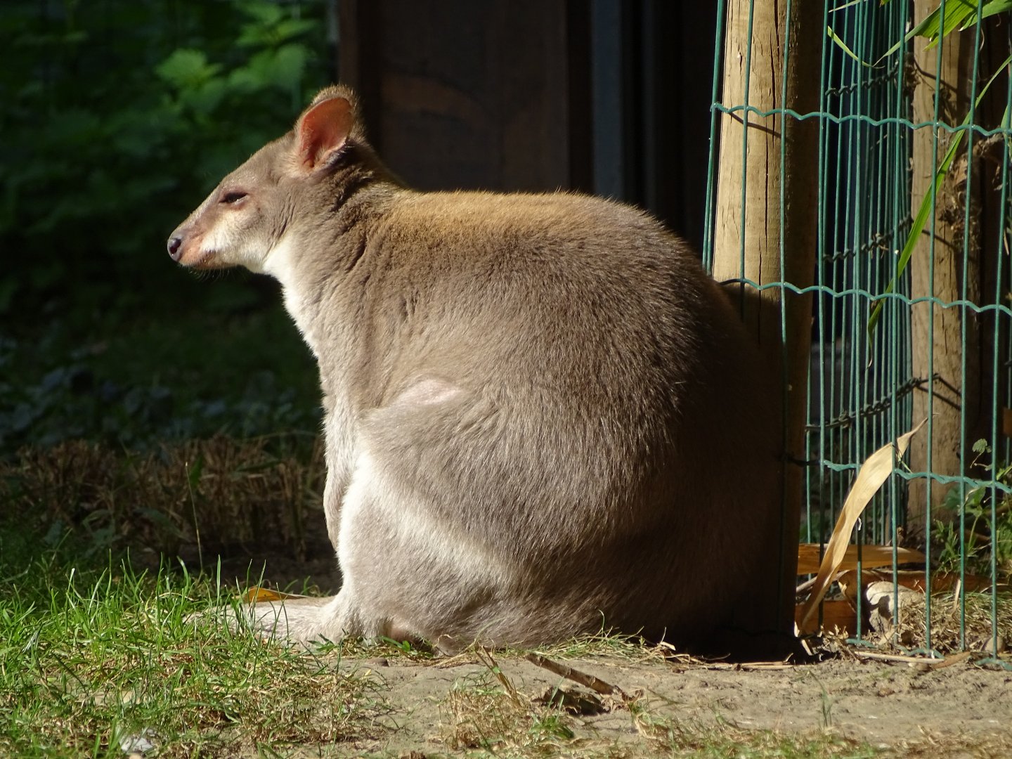 Dusky pademelon (Thylogale brunii)