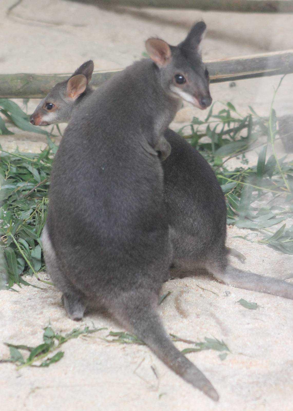 Dusky pademelon with young
