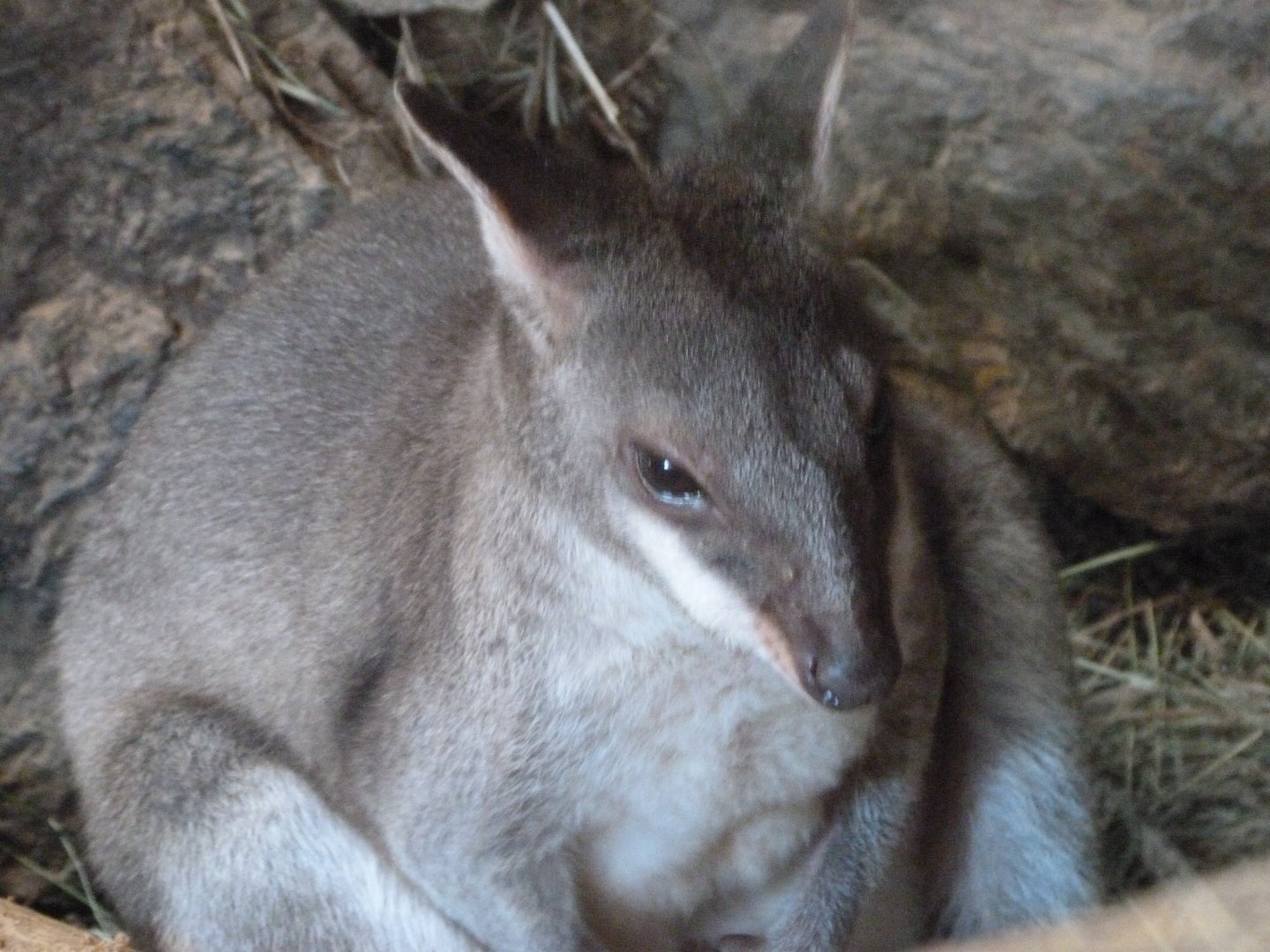 Dusky pademelon -Zoo Plzeň (2025)
