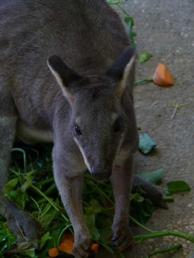 Dusky pademelon