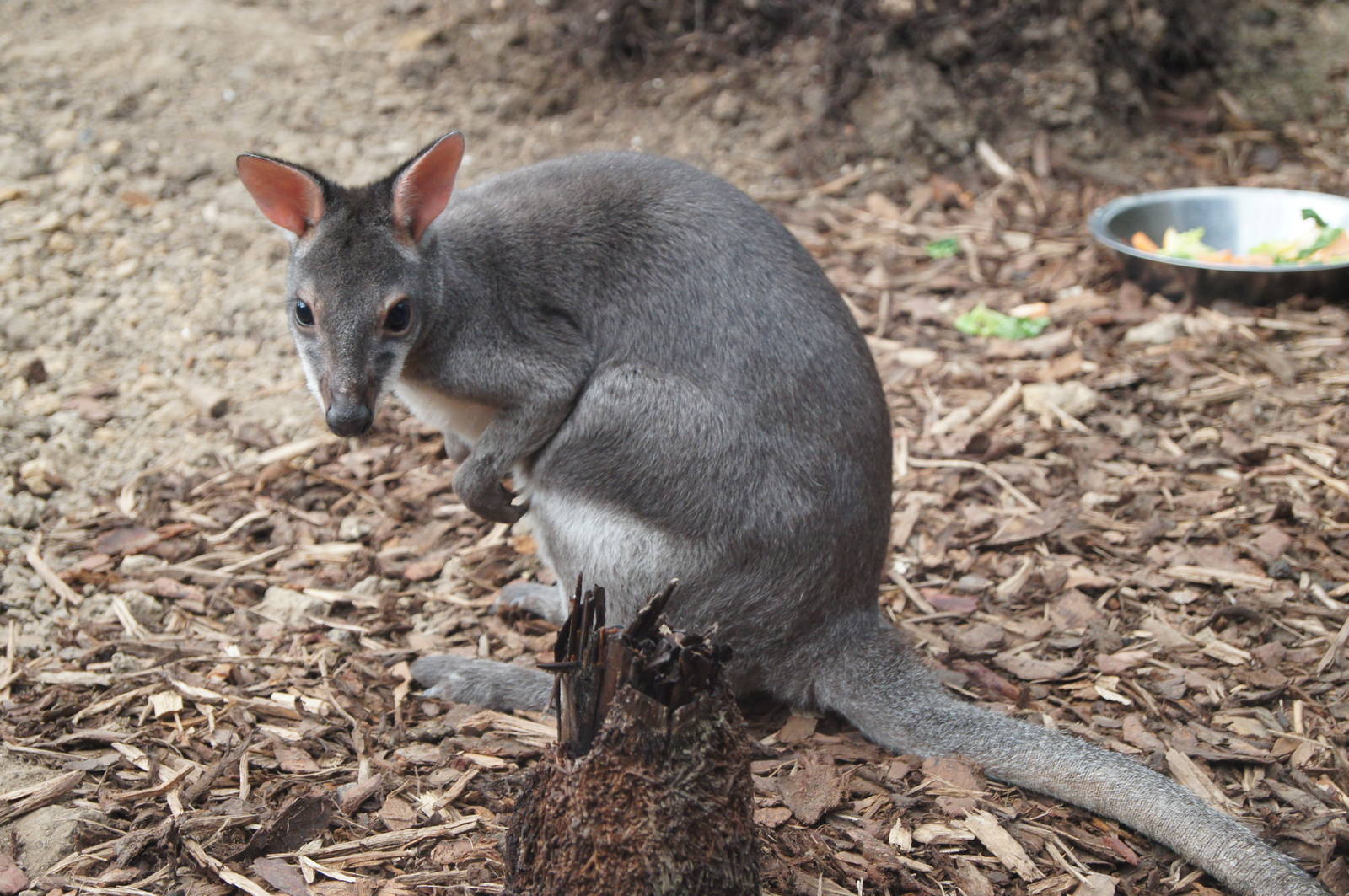 Dusky Pademelon
