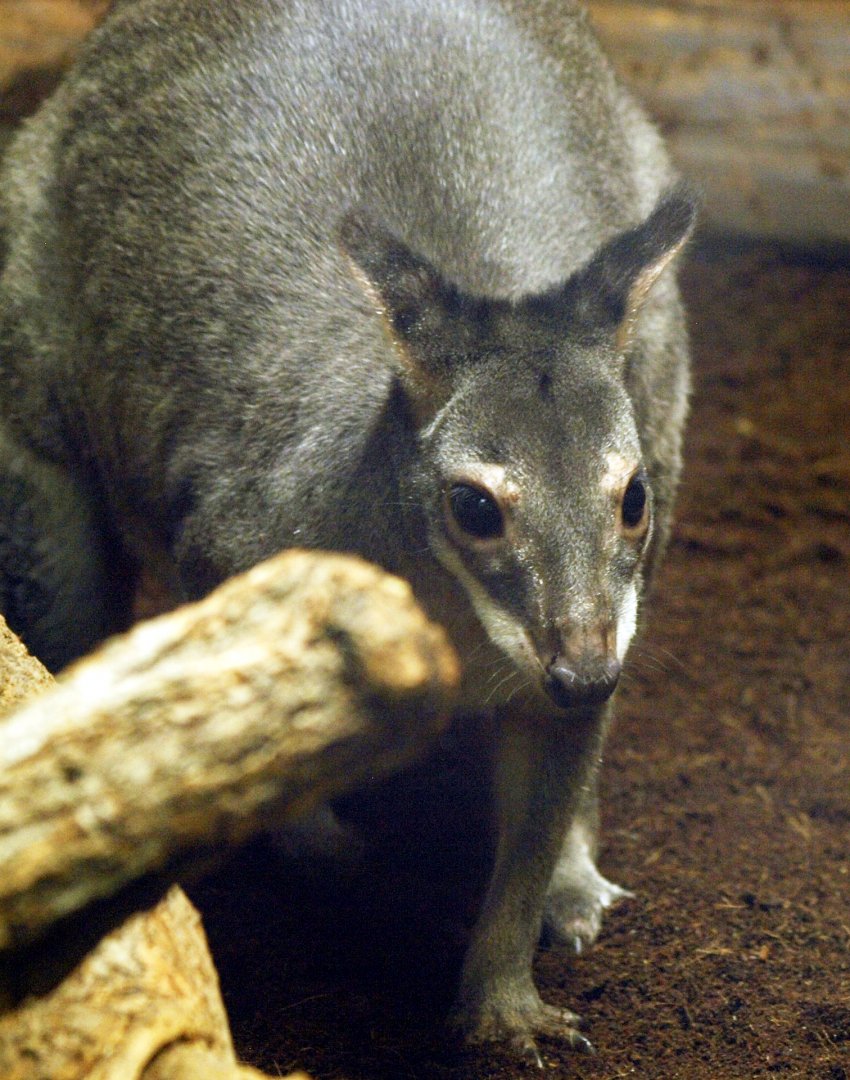 Dusky pademelon