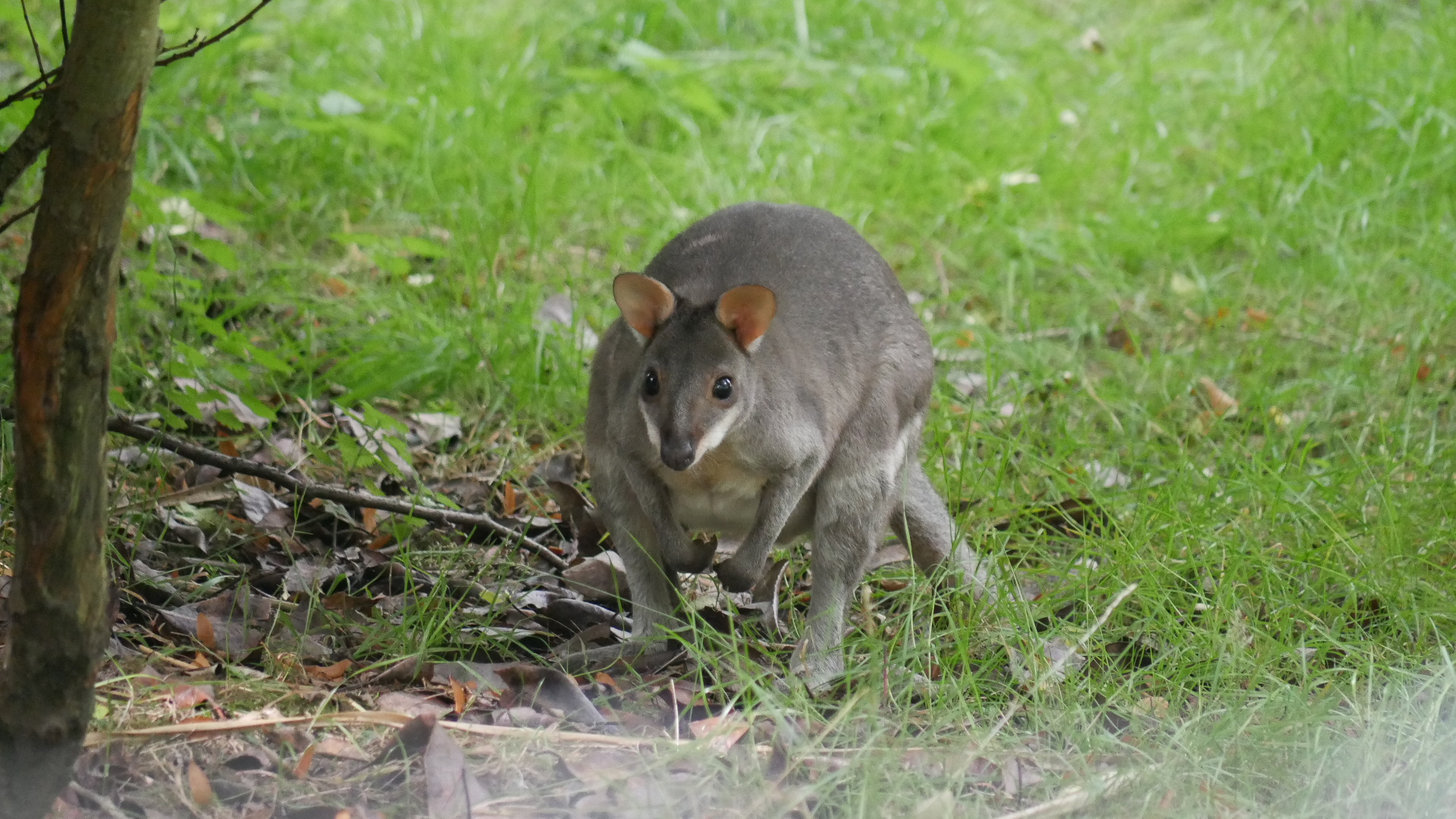 Dusky Pademelon