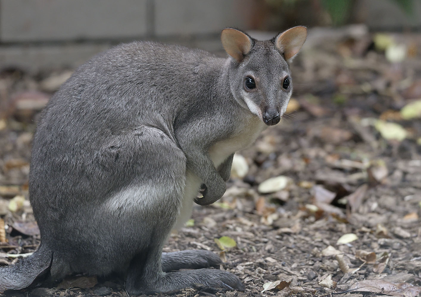 Dusky pademelon
