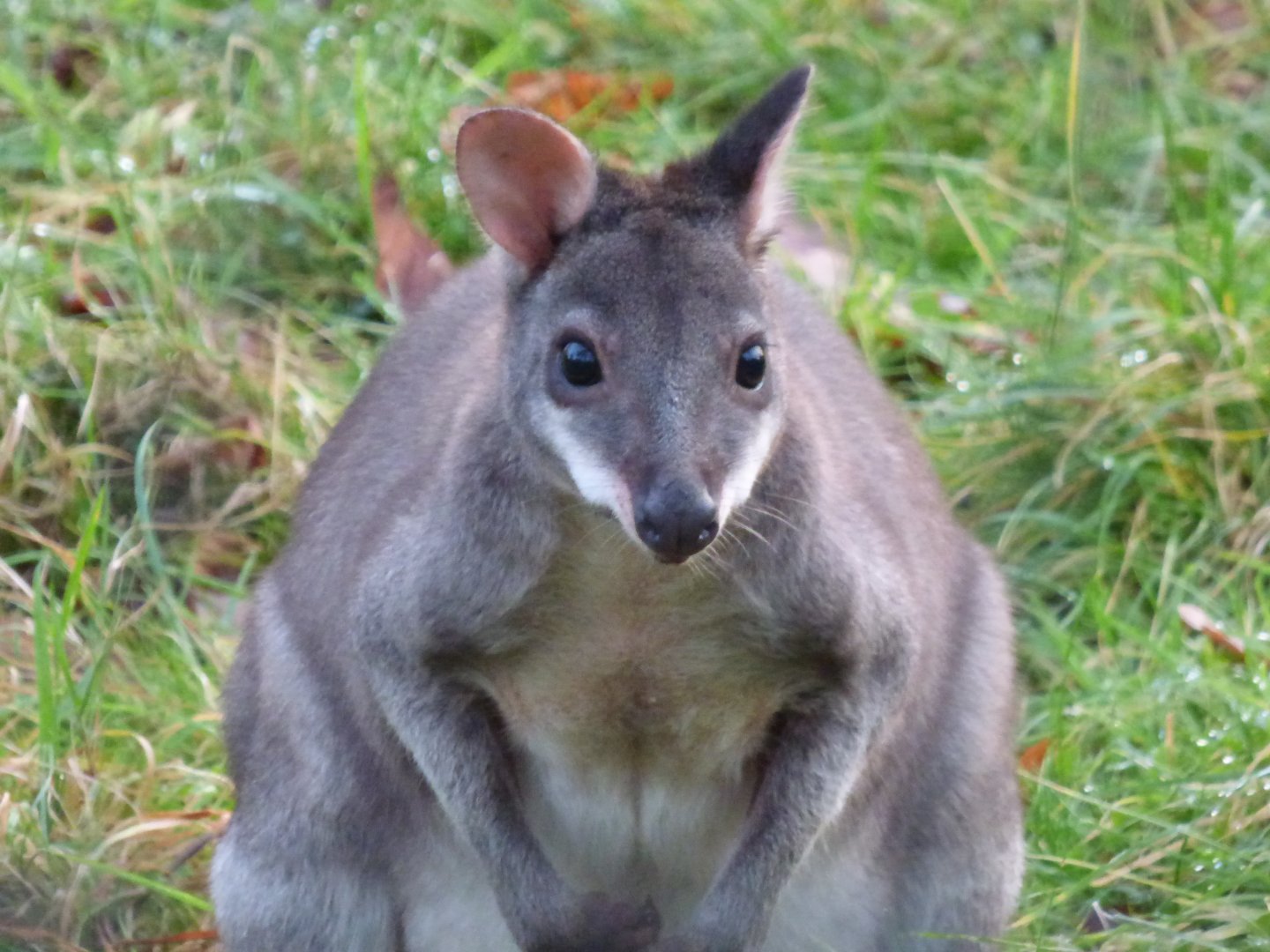 Dusky Pademelon