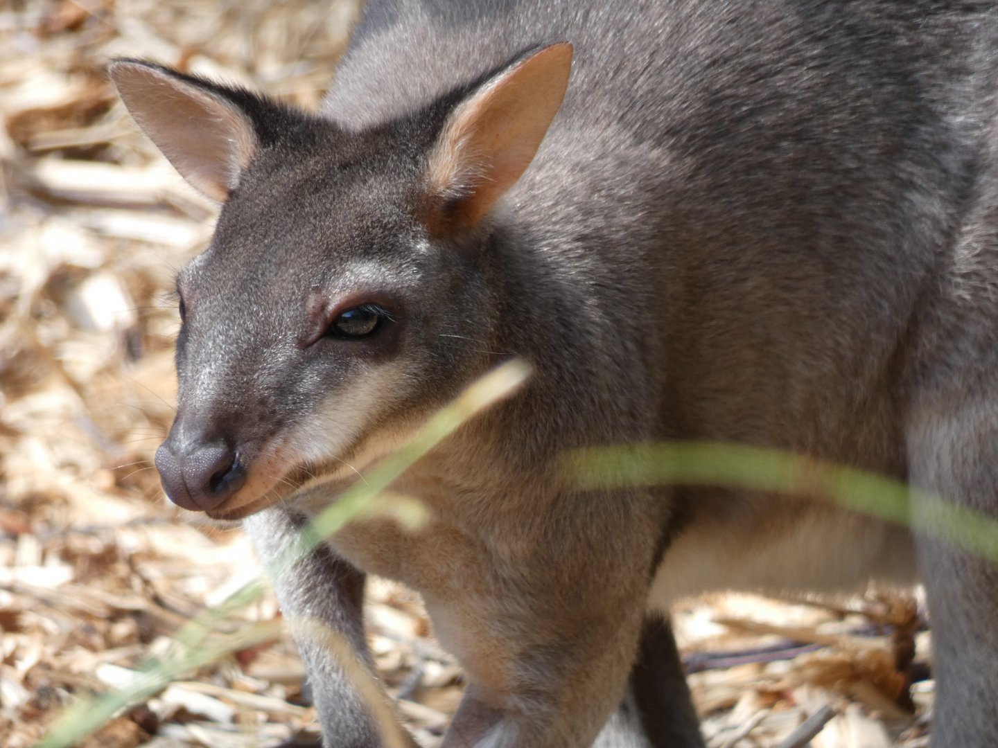 Dusky Pademelon