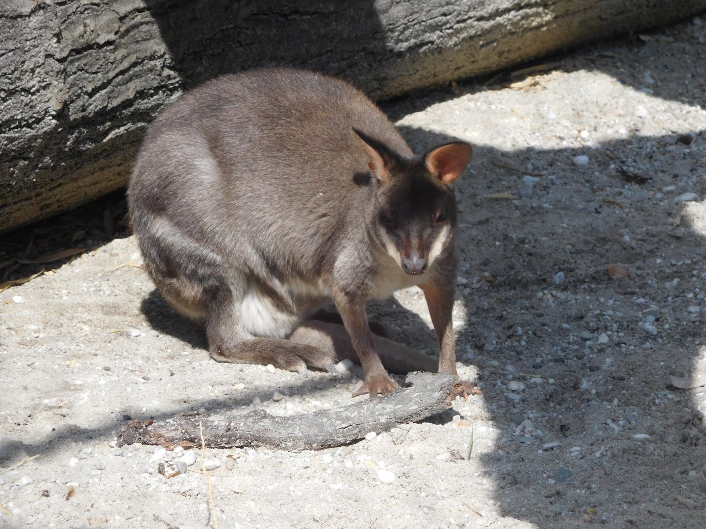 Dusky Pademelon
