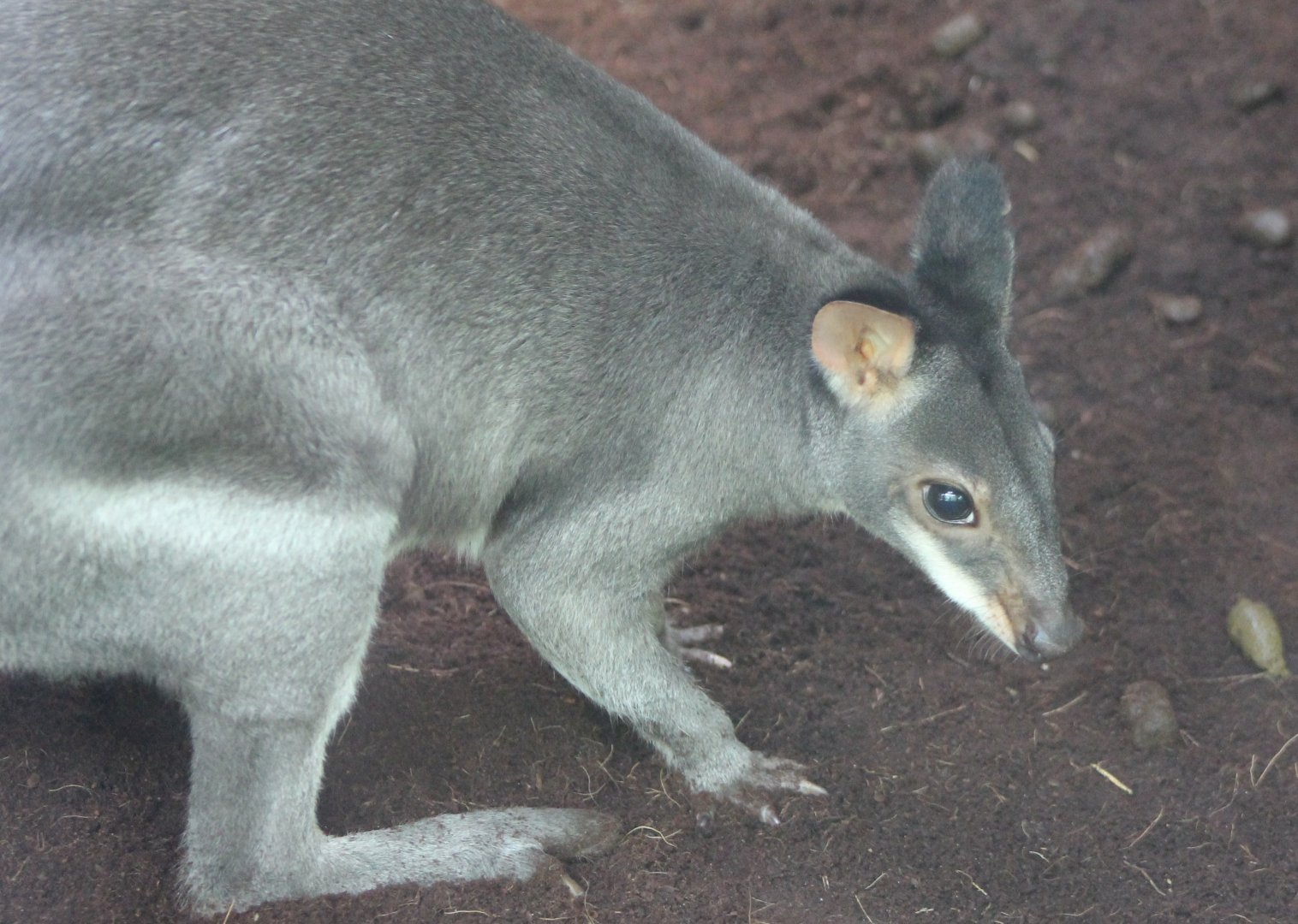 Dusky pademelon