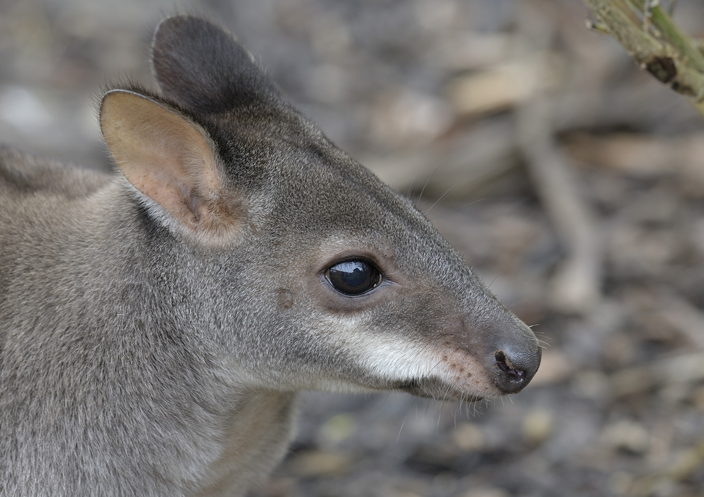 Dusky pademelon