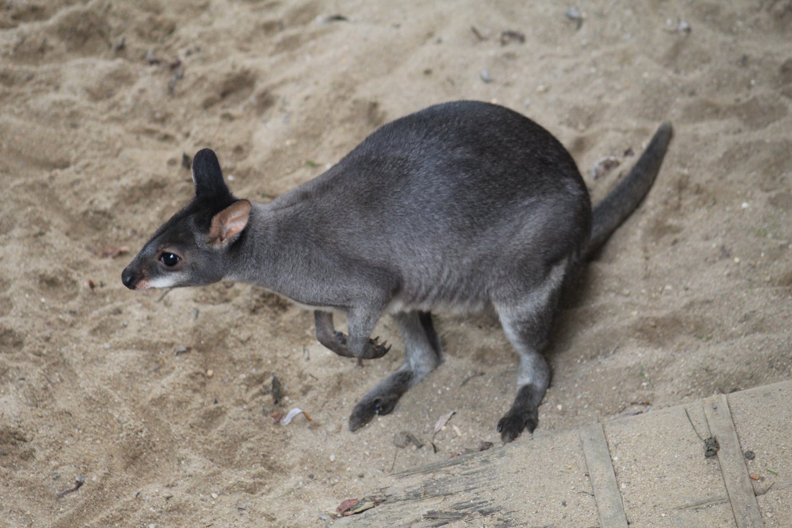 Dusky Pademelon
