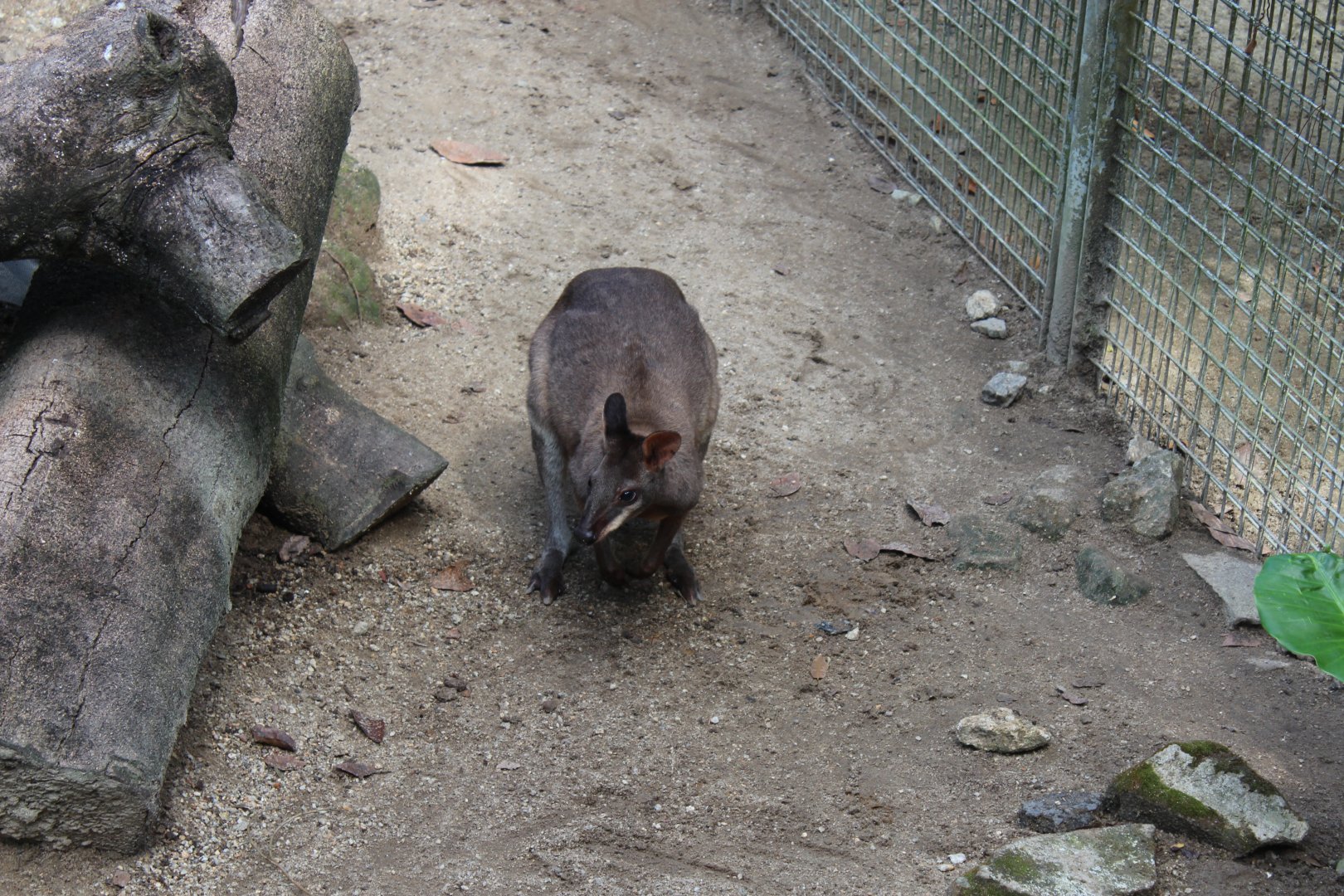 Dusky Pademelon?