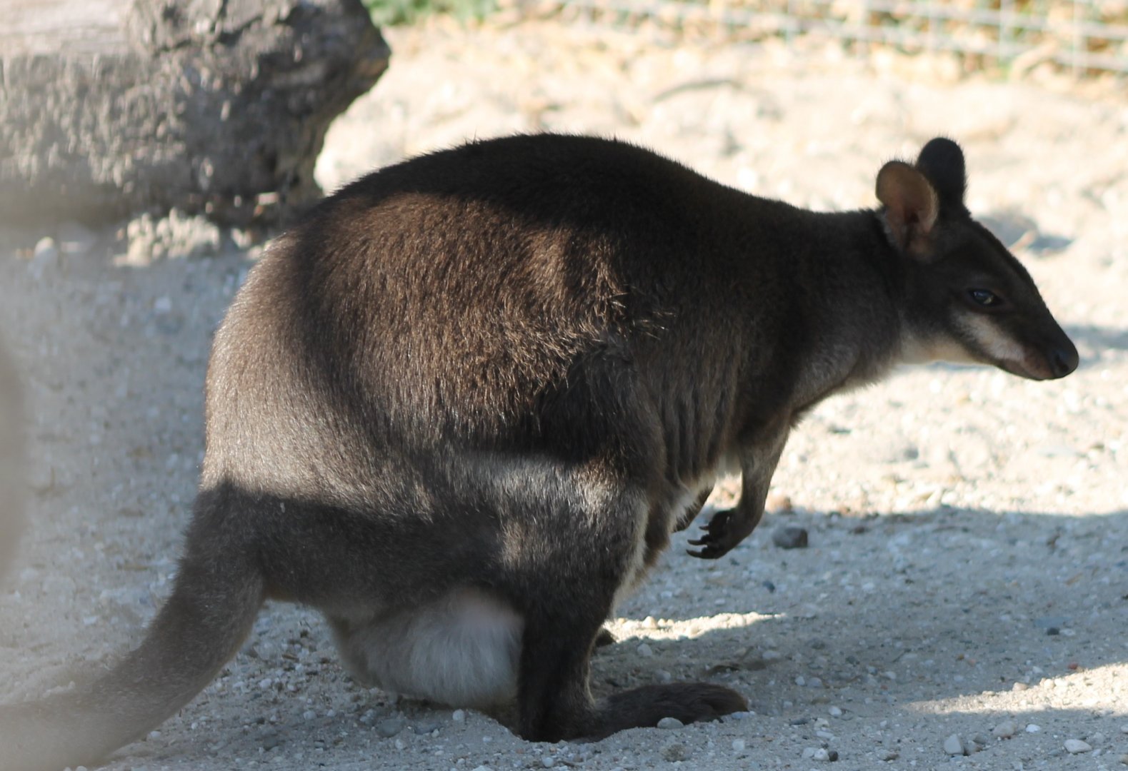 Dusky pademelon